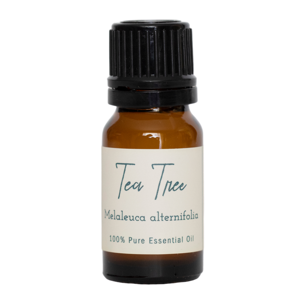 Tea Tree | Melaleuca alternifolia